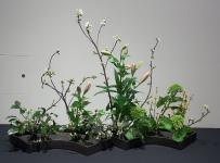 11 - Mitsuko Kawasaki.jpg 6.1K